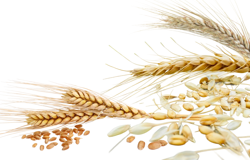 grains